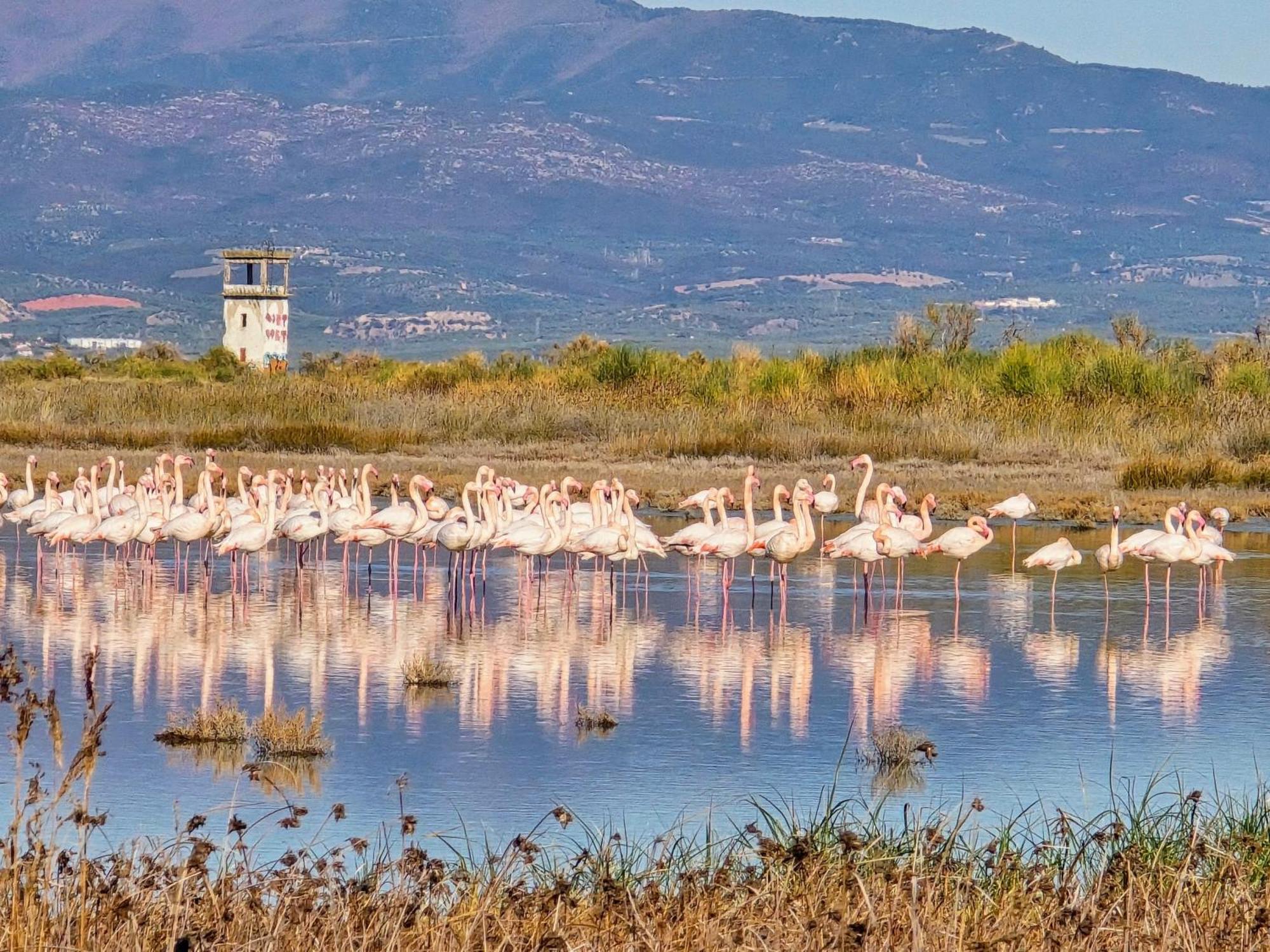 Flamingo View Suites & Villas Nea Poteidaia Exteriör bild